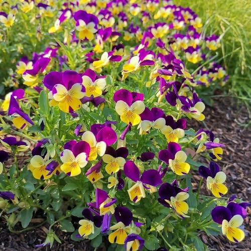 semi viola del pensiero - Viola tricolore ufficio giardino interno di 550pcs