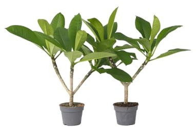 Plant in a Box - Pomelia Fragipani - Set di 2 - Plumeria Rubra - Altezza 45-55cm - Vaso 17cm - Pianta tropicale profumata da interno ed esterno - Fiori bianchi o rosa dal profumo intenso