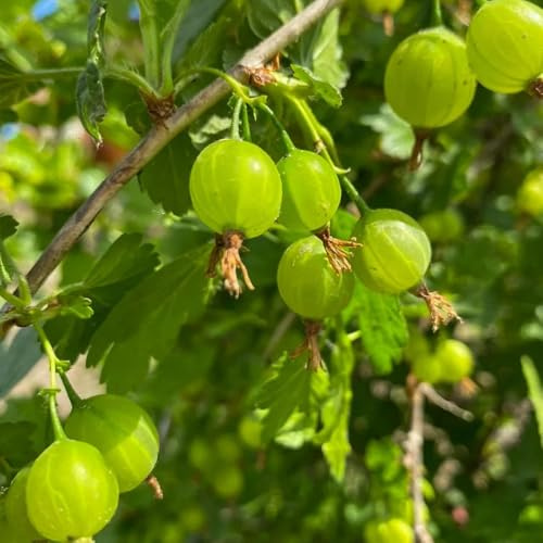 semi di ribes, uva spina, colonnare da regali per gli amanti del giardino fresca frutteto da esotiche nani resistenti 150pcs