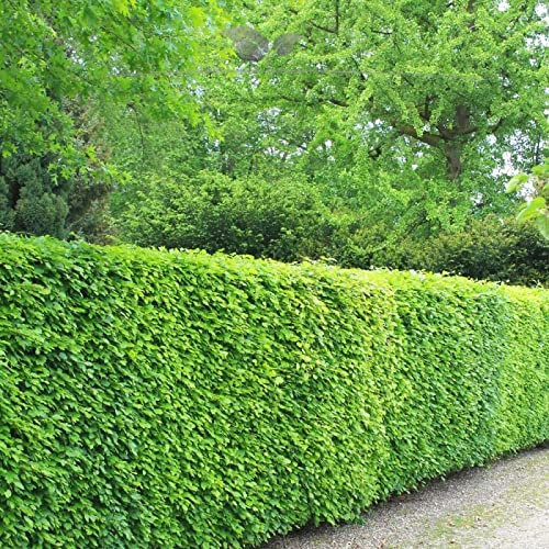 Gardline - Rotbuche Fagus sylvatica 60-80 cm, Wurzelnackt. 25-1000 Pflanzen. Rotbuche Hecke - 300 St. (ca. 54,5 Meter)