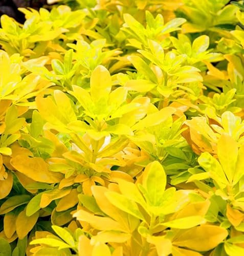 Mexikanische Orangenblume Sundance 40-60cm - Choisya ternata - lebende Gartenpflanze aus den Baumschulen