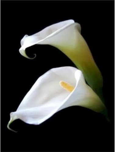 Calla Lilie Malen nach Zahlen für Erwachsene, DIY Acryl Aquarell Malen nach Zahlen für Kinder Anfänger, Malen Kunst Handwerk für Dekoration Kunst Wandbilder 45x60cm