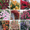 CMBJXL500 graines de rosiers, graines de rosiers, rosiers grimpants, rosiers à floraison annuelle, plantes de jardin et d'intérieur