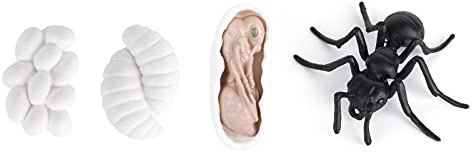 Hidyliu Insekts Livscykel Pedagogiska Figurer Naturtrogna Myra och Mygga Modell för Skolprojekt 4-pack (#2)