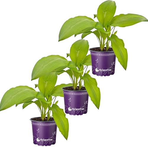 Bärlauch Pflanzen im 12cm Topf 3er-Set - Allium ursinum - Winterhart & Mehrjährig - Echter Wilder Knoblauch für Garten & Balkon - Kräftige Jungpflanzen