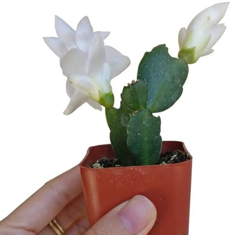 DECOALIVE Mini Flor Navidad Schlumbergera Flor de Pascua Cactus de Navidad