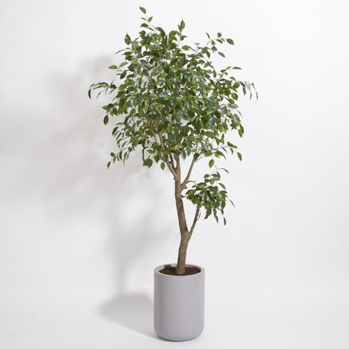 CG Hunter Faux Ficus Tree, Premium Artificial Indoor Plant Stands 6.5’ Tall, Lifelike-Leaves and Hand Painted Trunk Create Realistic Faux-Ficus Tree Appearance, Taupe Planter Pot Included