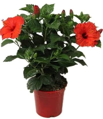 Flor de Jamaica Natural - Hibiscus - Árbol de Exterior