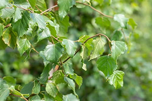 Betula pendula 'Fastigiata' 150–200 cm – Winterhart, Mehrjährig, Pflegeleicht – Säulen-Birke – Solitärbaum für Garten & Vorgarten