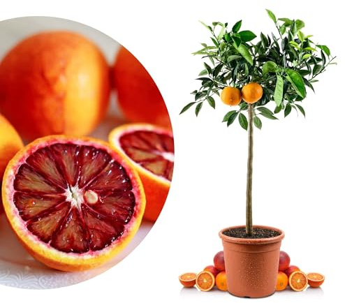 Blutorangenbaum Tarocco Grande - echte Blutorange - Zitruspflanze - Blood Orange - veredelter Apfelsinenbaum in Gärtner-Qualität (Tarocco, Grande)