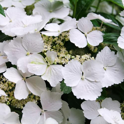 Carbeth Plants Hydrangea Cloud Nine 3 x 9cm Pot - Compact Hardy Deciduous Summer to Autumn Flowering Shrub - Pollinator Friendly Outdoor Garden Ready Plant for Beds, Borders & Containers