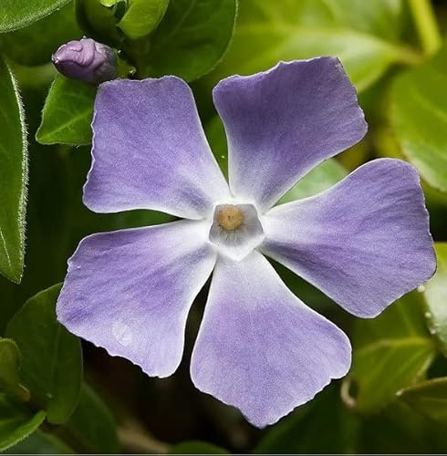 6x Großblättriges Immergrün - Vinca major - Topf 9x9cm - Rasch wachsender Bodendecker für Garten