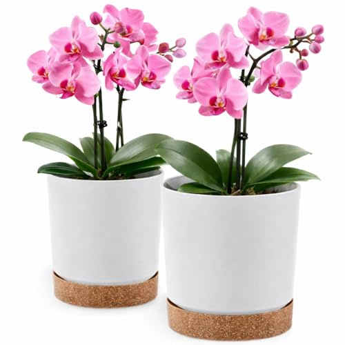 PECZEKO Blumentopf matt, Pflanzkübel aus Übertopf Kunststoff Dekorativer Topf für, groß und klein Pflanzen, 2er-Set blumenkübel, blumenkübel kräutertopf (2 Pack) Weiß, ø 15 cm
