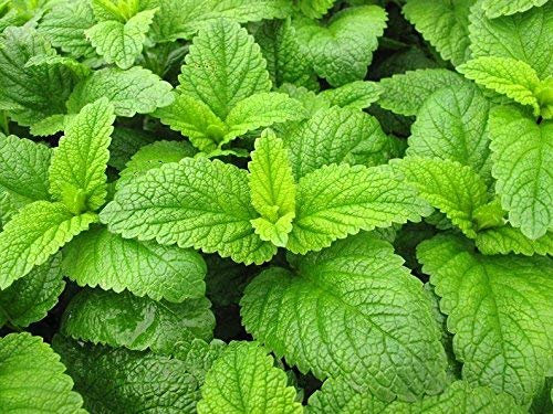 Balsamo di lime, semi di melissa - Melissa Officinalis