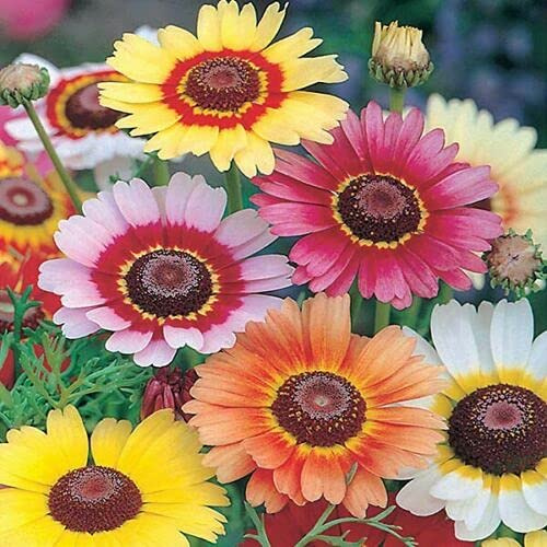 1kg Seeds of Chrysanthemum Carinatum Rainbow Mix
