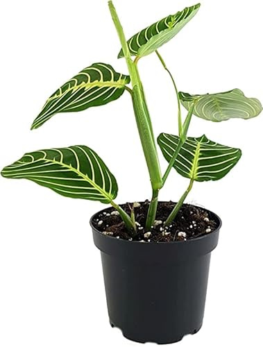 Planta de Interior Natural Maranta Leuconeura Lemon Lime o Planta de la Oración
