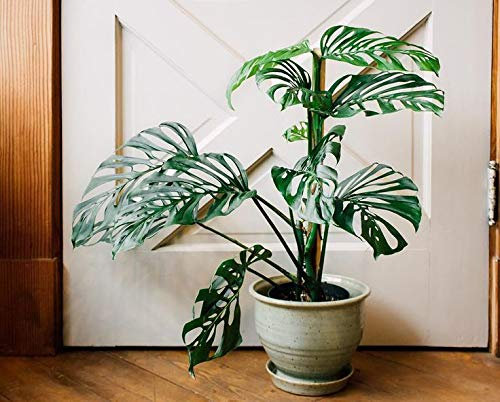 Portal Cool 100 Stück Monstera Obliqua Semi di Fiori Bonsai Piante da Vaso Heimdekoration Garten DIY