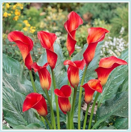 Bulbos de Cala-Fácil de cultivar. En maceta.,Otoño o primavera Excelente para plantar en interiores o exteriores.-6 bulbos-B