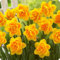 Narciso bulbo/Bulbos De Narciso/Narciso planta/Se puede cultivar en agua o tierra/Plantas ornamentales perennes/Fácil de plantar y mantener.-2 bulbos-b