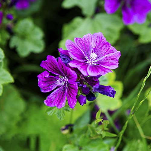 100 piezas semillas malva - pequeños exóticas de balcón resistentes semillas de malva jardín, silvestres