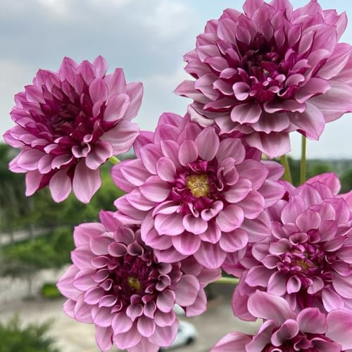 dahlien - gartenpflanzen winterhart mehrjährig dahlia blumendeko hochbeete für garten exotische zimmerpflanzen pflanzenkübel balkon hochbeet balkongarten hochbeett 4zwiebeln