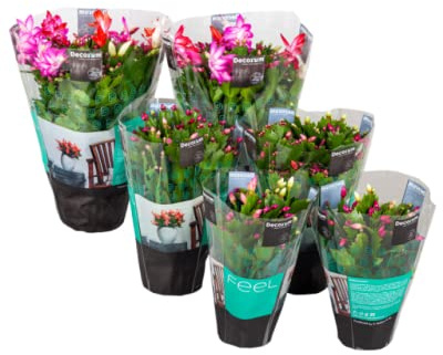Pack de 6 Cactus de Navidad con Flores de Colores Mix