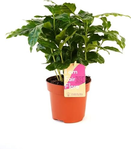 Planta Tropical del Café Ideal para Interior Planta de Calidad