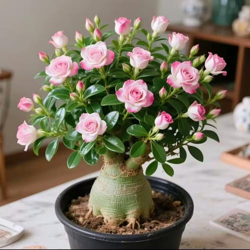 Bulbi di rosa del deserto - resistenti al calore e alla siccità - ornamentali - adatti per la decorazione della casa-1bulbi-D