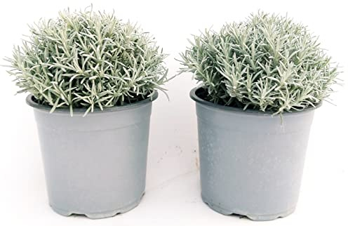 POWERS TO FLOWERS - PIANTA DELLA LIQUIRIZIA, ELICRISIUM, 2 PIANTE VASO 14CM, Piante vere