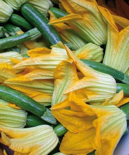 Semi di Zucchino da Fiore - Varietà Precoce e Vigorosa - 6 g - Produzione Abbondante di Fiori Gialli - Ideale per Cucina e Orto