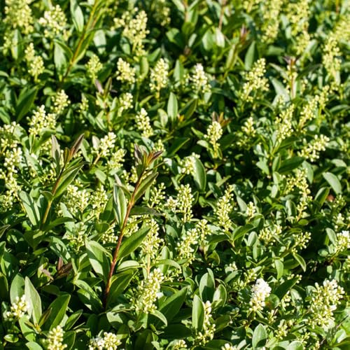siepe di ligustro balcone letti elevati da ufficio semi giardino rocce bonsái seto aligustro balcone resistenti decorativi 300pcs
