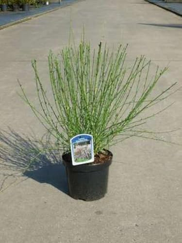 Cytisus (s) 'Moyclare Pink' - Elfenbein-Ginster 40-60 cm Container