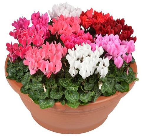 100 graines de fleurs de cyclamen mélangées