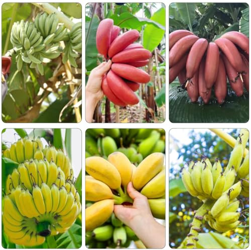 bananensamen biosaatgut säulenobstbäume obstbäume winterharte kübelpflanzen hochbeete für garten säulenobst steingartenpflanzen winterhart winterharte stauden mehrjährig baumsamen 300samen