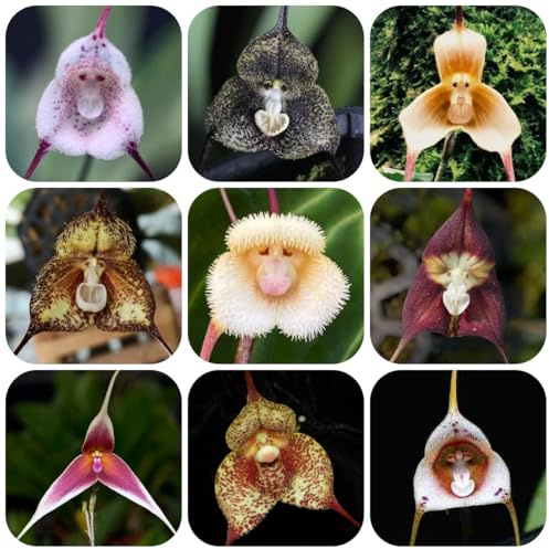 semi di orchidea scimmia orchidee decorativi, resistenti all'esterno di orchidea faccia di scimmia, giardino roccioso resistenti 100pcs