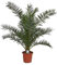 Kanarische Dattelpalme 120-150 cm - Phoenix canariensis - Phönixpalme