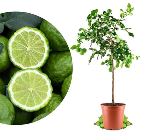 Meine Orangerie - Kaffir Limette Grande - Citrus Hystrix - Mauritius Papeda - Echte Kaffernlimette - Veredeltes Zitrus-Stämmchen in Gärtnerqualität