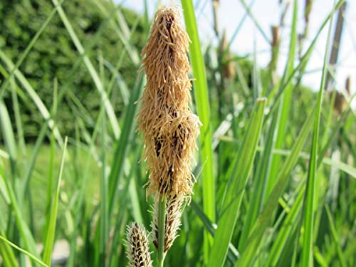 Schlanksegge | Carex gracillis acuta | Wasserpflanze | Teichpflanze | winterhart | Filterpflanze | Klärpflanze | auch für Schwimmteiche