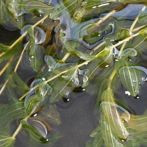 WASSERPFLANZEN WOLFF - Potamogeton perfoliatus, durchwachsenes Laichkraut - Klärpflanze -QUALITÄTSSTAUDE durchwurzelt im 9x9cm Topf – heimisch - winterhart - RARITÄT! Wasserpflanze des Jahres 2009