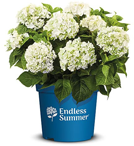 Endless Summer Hortensie 'The Bride', weiss, Bauernhortensie, Hydrangea, Blume, winterhart, Pflanze für Garten, Terrasse, Balkon oder Kübel