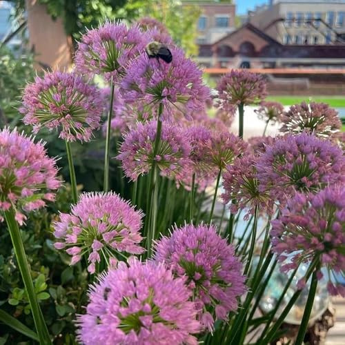 bulbos allium - bulbos temprana balcón con cama elevada resistentes para jardín, perennes resistentes puerro gigante 10pcs