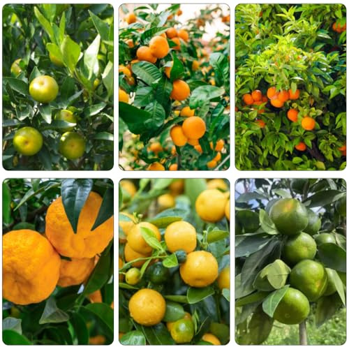 Orangenbaum topfpflanzen draußen winterhart säulenobstbäume winterharte kübelpflanzen Mandarinenbaum pflanzensamen hochbeete für garten obstpflanzen gewächshaus balkon winterharte 250samen