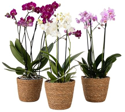 Plant in a Box - Schmetterlingsorchidee - 3er Mix - Phalaenopsis Multiflora im dekorativen Korb - Höhe 35-45cm - Topf 12cm - Blühende Zimmerpflanze - Katzenfreundlich