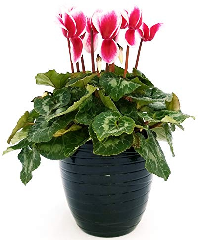 POWERS TO FLOWERS - CICLAMINO FANTASIA, IN VASO CERAMICA NERO A RIGHE, vaso 16cm, pianta vera