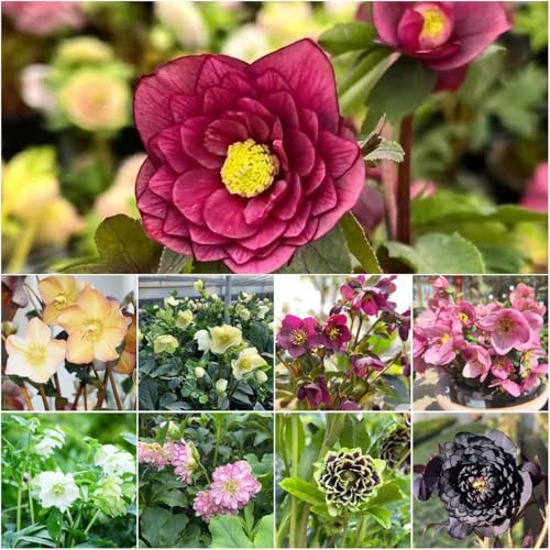 Rosales navideños resistentes - semillas de jardín de interior Helleborus thibetanus techos verdes resistentes al invierno para perennes jardín 300pcs