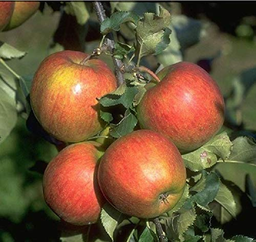 Jonagold Apfel Apfelbaum Obstbaum kleinbleibend Lagerapfel Winterapfel süß saftig