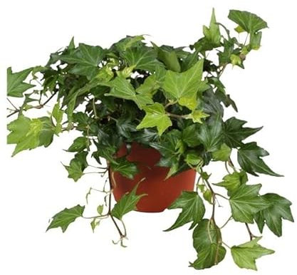 DECOALIVE Hiedra Planta Colgante Natural para Decorar Casa y Jardín, 8435712000598