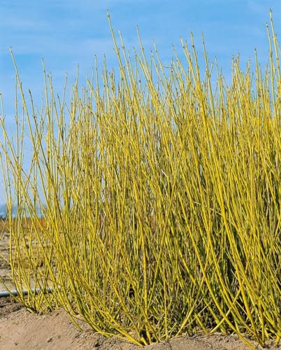 Cornus stolonifera 'Flaviramea' 100–150 cm – Winterhart, Mehrjährig, Pflegeleicht – Gelbholz-Hartriegel – Heckenpflanze für Garten & Sichtschutz