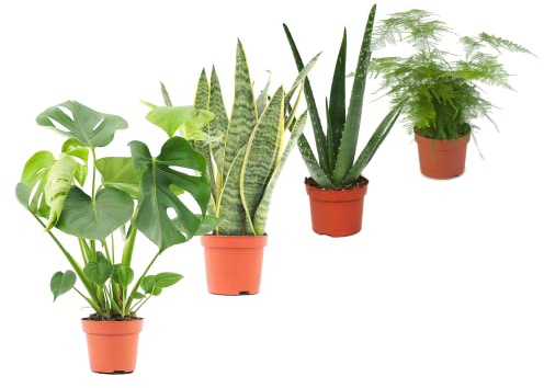 DECOALIVE Set Plantas Interior Naturales: Costilla de Adán (Monstera Deliciosa) Planta Serpiente (Sansevieria) Aloe Vera (Aloe Barbadensis) Esparraguera (Asparagus Plumosus)