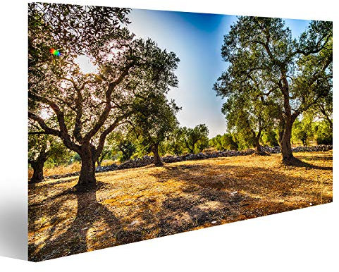 islandburner Bild auf Leinwand Grove Von Olivenbäumen In Salento In Apulien In Italien Wandbild Poster Kunstdruck Bilder 80x40cm